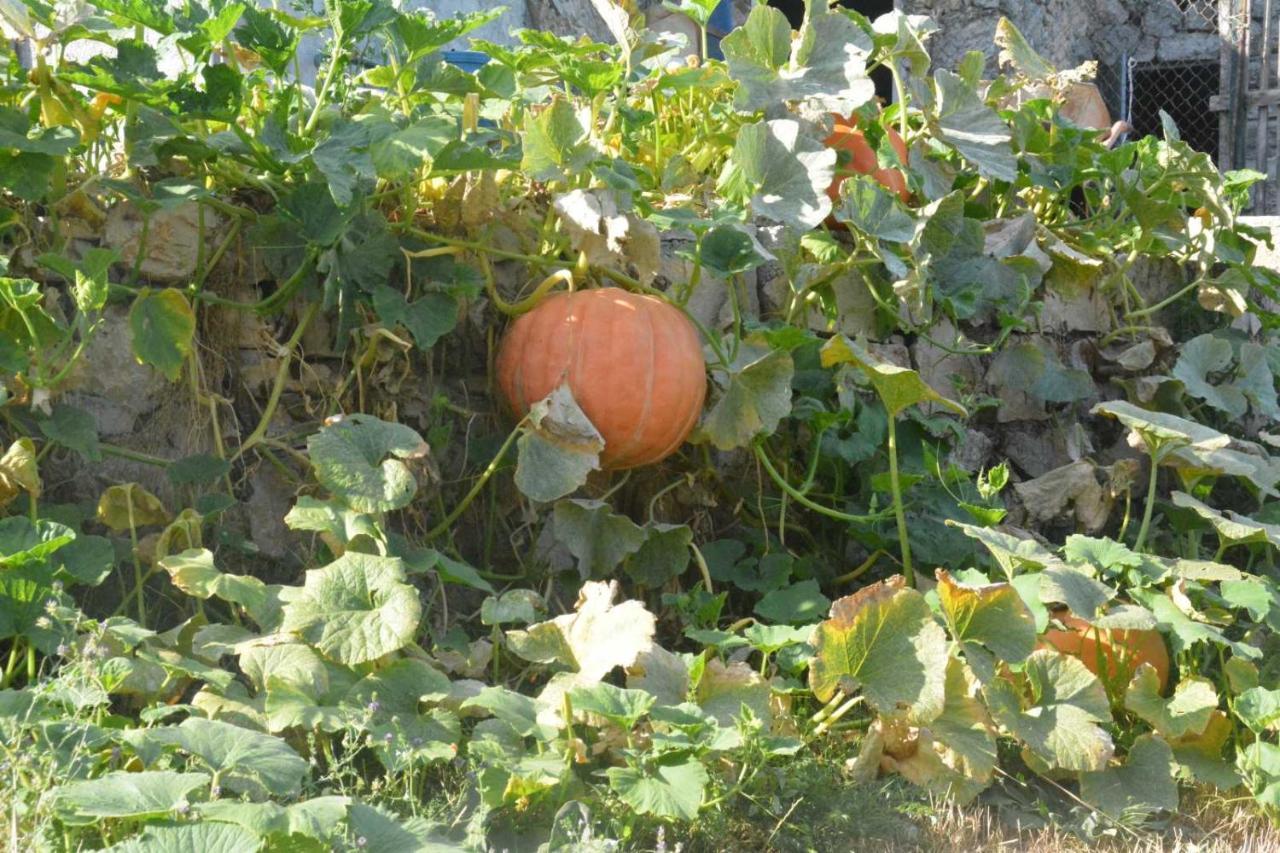 Nikšić Gazdinstvo Tadicゲストハウス エクステリア 写真